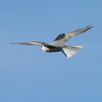 White-Tailed Kite -