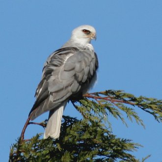 White-Tailed Kite|Guadalupe, CA