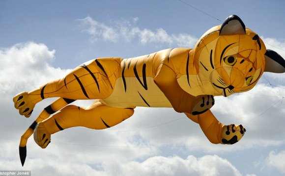 Mid-leap: A tiger takes flight