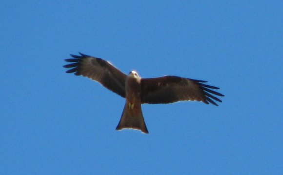 Black Kite, Monarto Zoo