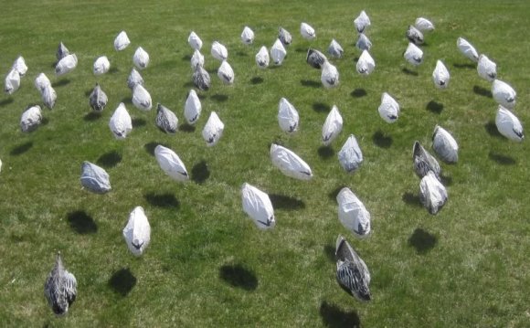 Snow goose windsocks for sale