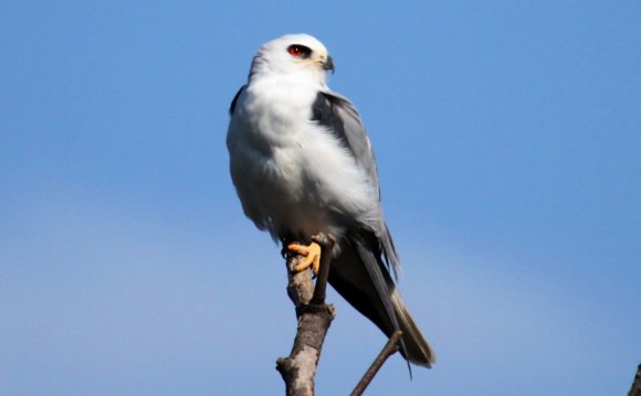 White-tailed Kite