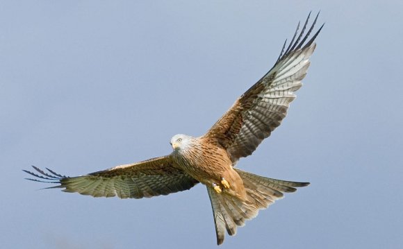 Red Kite bird back from brink