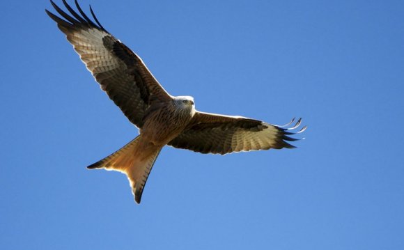 Red KIte. “