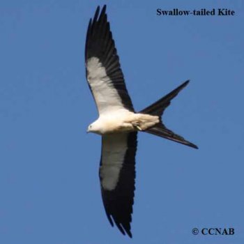 A Swallow-tailed Kite soaring above the open srub land near Corkscrew Swap Sanctuary, near Fort Meyers, Florida, USA.