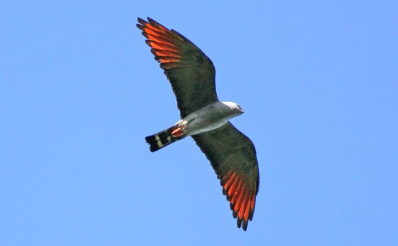 Picture of Kite bird