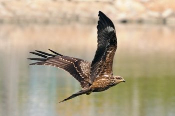 Black kite