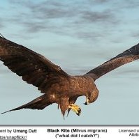 Black Kite with prey in its claws