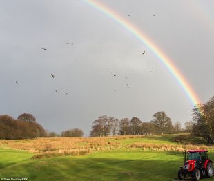 Drew Buckley said the weather changed suddenly from torrential rain to brilliant sunshine, with Red Kites circling