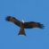 Australian kite