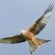 Wingspan of red Kite