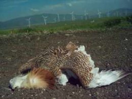 great_bustard_Spain