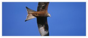 Red Kite Feeding Station Llanddeusant, Wales