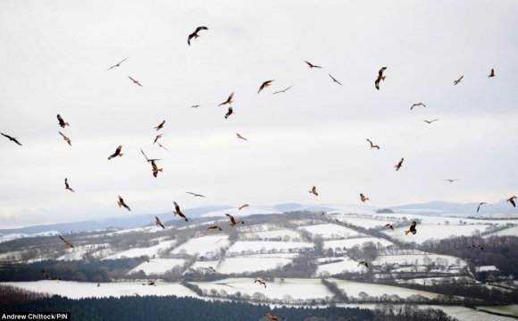 Red Kites, Wales
