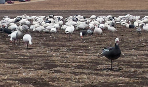 The Snow Goose Decoy Dilemma…Full Body or Windsock