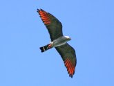 Picture of Kite bird