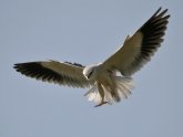 White Kite bird