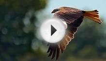 Birds of Prey - Red Kites - H.D.