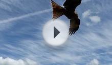 Close Encounter with a Red Kite in Oxfordshire, UK