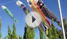 [Japan Culture] "Koinobori" Carp-shaped wind socks #1