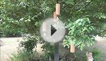 Koshi Wind Chimes - Set of Four demonstration video