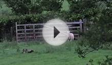 Red Kite Feeding Station, Llanddeusant, South Wales. June 2012