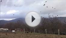 Red Kites Milvus milvus feeding on offal