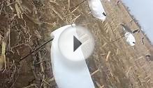 Snow goose wind sock decoys 2013