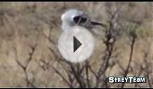 What kind of Bird is this ? White Tailed Kite ?