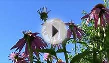 Wind chimes in the garden