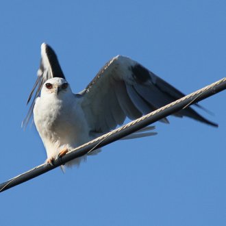White-Tailed Kite -
