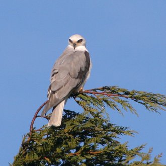 White-Tailed Kite -