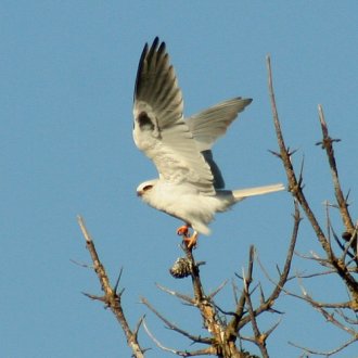 White-Tailed Kite - Goleta, CA