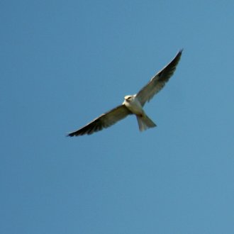 White-Tailed Kite - Goleta, CA