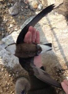 white throated needletail2.jpg